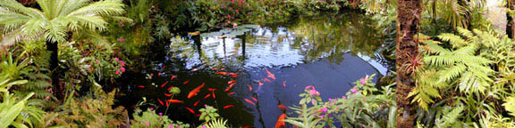 Koi Pond